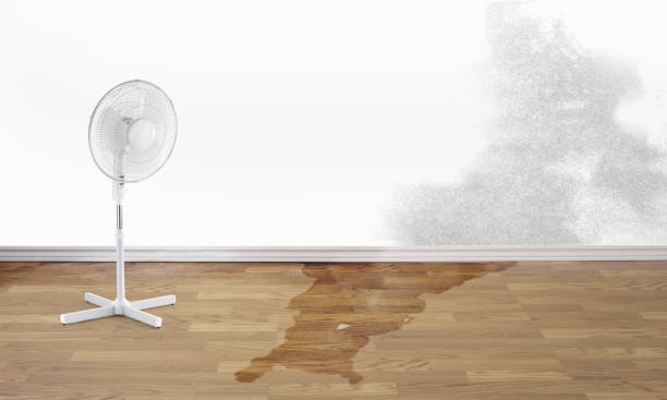 Best Carpet water damage restoration  in Preston Heights, IL